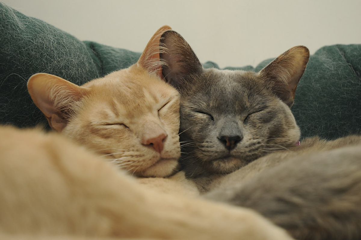 Two cats in love, snuggled up and napping together on a cozy green couch, embodying feline affection and contentment.